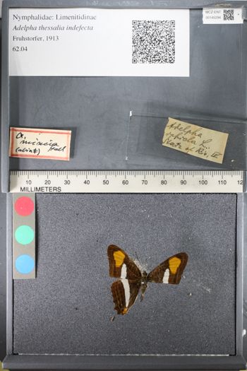 Media type: image;   Entomology 145294